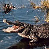 По Маріуполю бігає живий нільський крокодил
