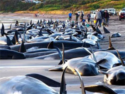 Учені з’ясували причини масових самогубств дельфінів і китів