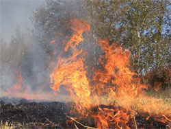 Масштабна пожежа на Чернігівщині: горять 70 гектарів