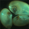 Арктичні молюски здатні змінювати стать