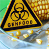 Вчені встановили, ГМО-кукурудза спричиняє злоякісні пухлини