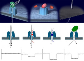Нанопори в мембрані спроектовані так, щоб пропускати строго певні молекули (ілюстрація Oxford Nanopore Technologies)