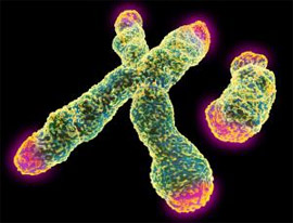Генетики знайшли невідому популяцію людей за Y-хромосомою