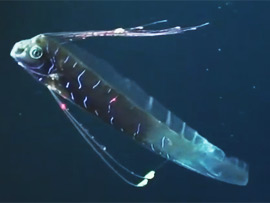 Оселедцеві королі (Regalecus glesne) зазвичай досягають довжини 5,5 м (при вазі 250 кг), але зафіксовано екземпляри довжиною до 17 метрів про що свідчить запис у Книзі рекордів Гіннесса, як найдовша з нині живих кісткових риб