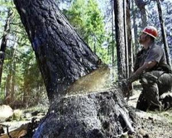 Азаров дозволив забудовникам вирубувати дерева на свій розсуд