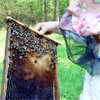 На Житомирщині загадково гинуть бджоли